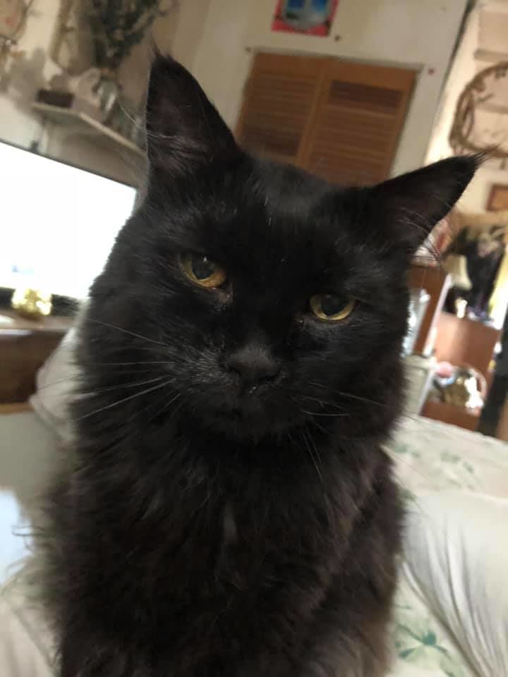 Readers pet photos